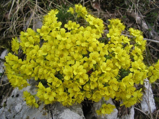 Križnice - foto povečava