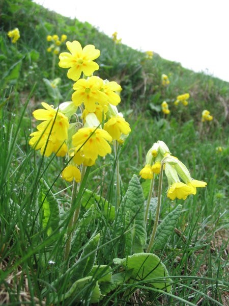 Jegličevke - foto povečava