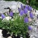 Okroglolistna zvončica - Campanula rotundifolia


Avtor: Arena