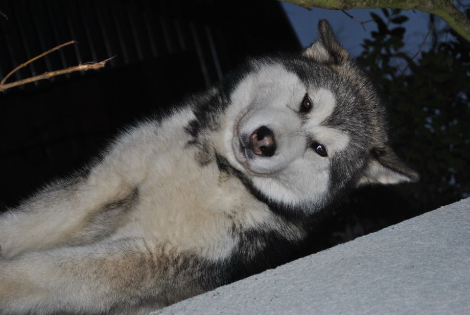 Kan - foto povečava