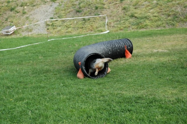 KD Zagorje - družinski piknik 16.5.2008  - foto