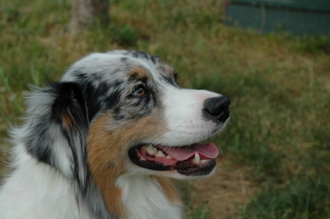 KD Zagorje - družinski piknik 16.5.2008  - foto povečava