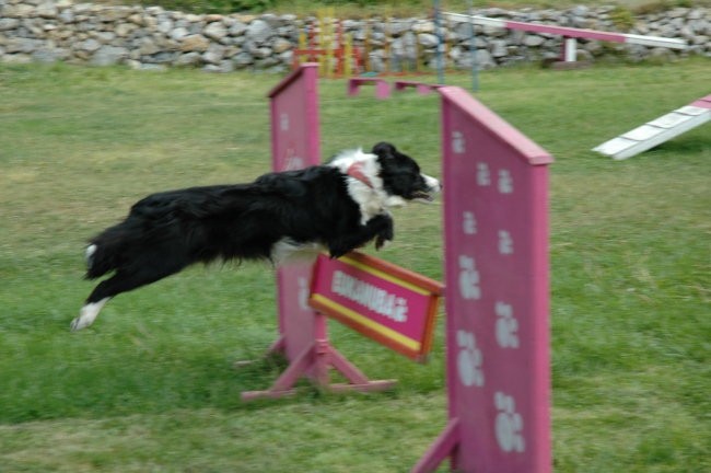 KD Zagorje - družinski piknik 16.5.2008  - foto povečava