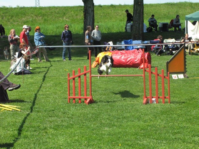 Agility- ptuj - foto povečava