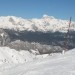 Vogel