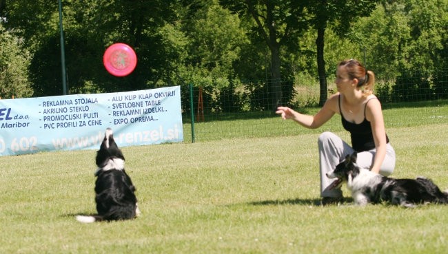 Agility Maribor 2008 - foto povečava