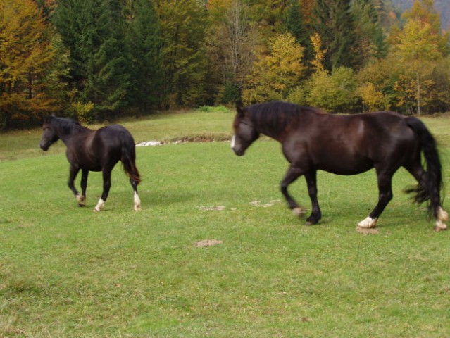 Sportni dan - foto