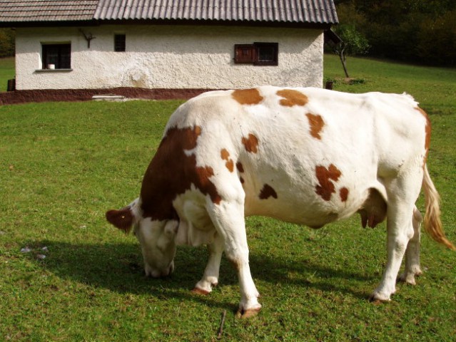 Sportni dan - foto