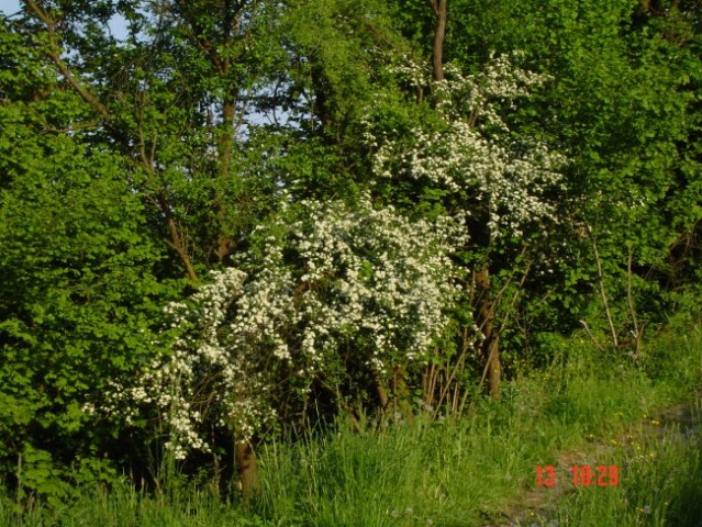 Naš travnik-naravni vrt - foto