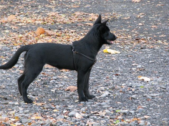 Assana