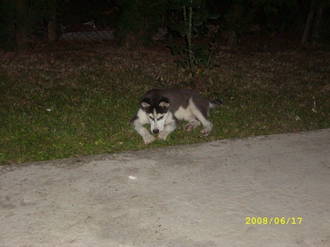 SLIKE DO 28.07.2008 - foto povečava