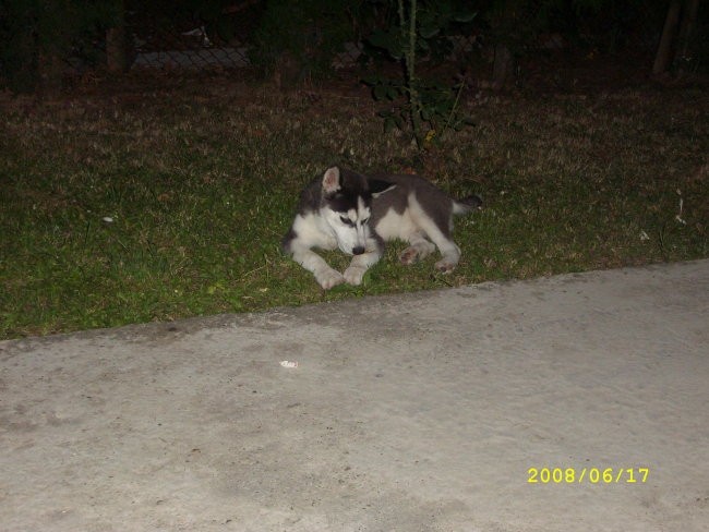 SLIKE DO 28.07.2008 - foto povečava