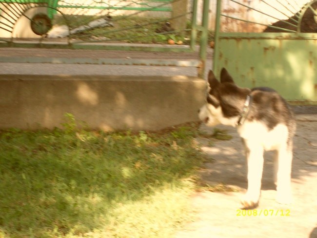 SLIKE DO 28.07.2008 - foto povečava