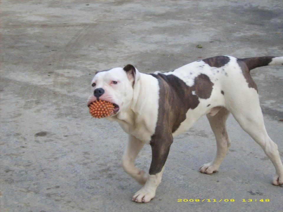 AM.bulldogs - foto povečava