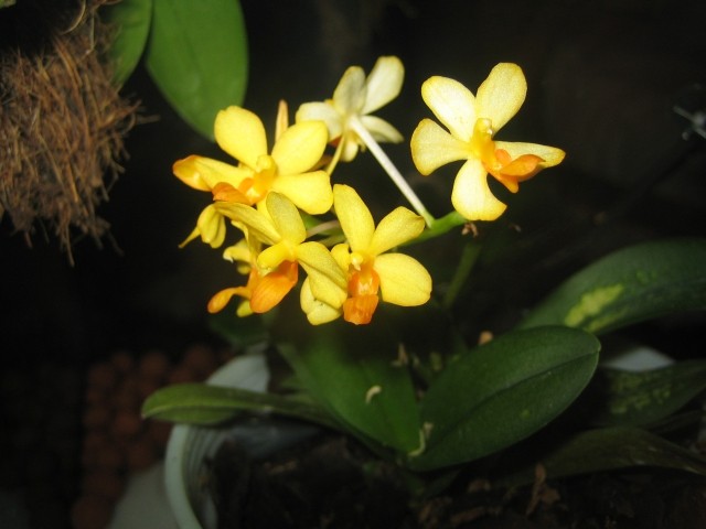 Orhideje - foto