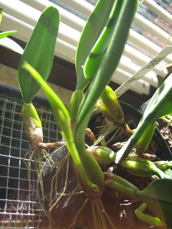 Bulbophyllum fascinator, nov cvetni poganjek