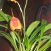 Masdevallia