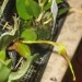 Bulbophyllum Fascinator