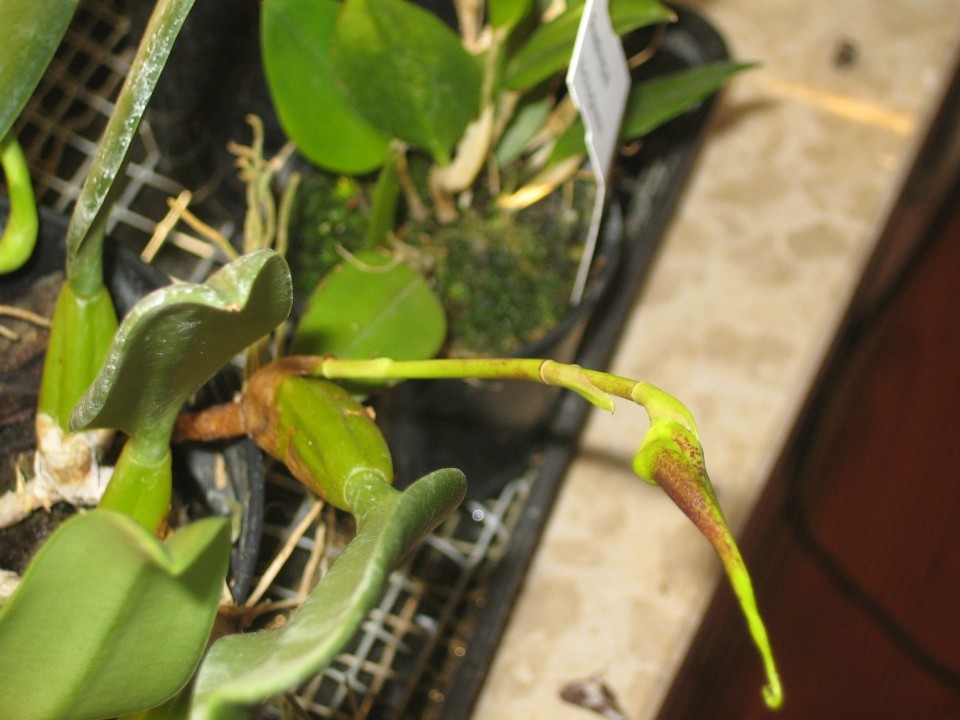 Bulbophyllum Fascinator