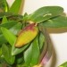 Epidendrum-