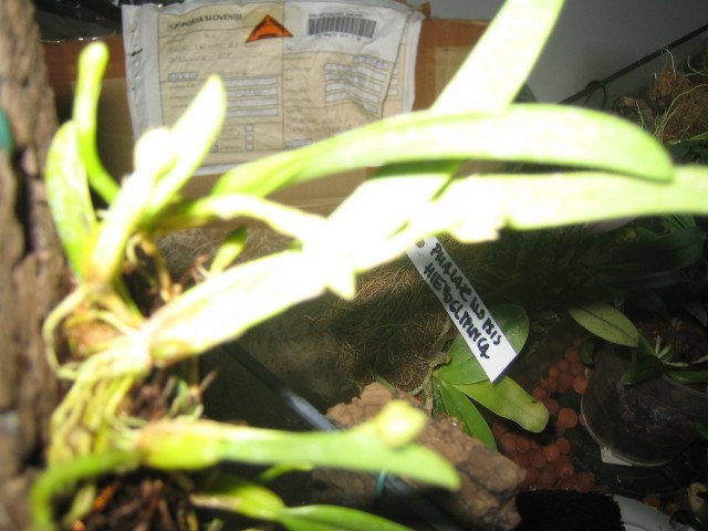 Bulbophyllum stenobulbon