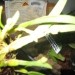 Bulbophyllum stenobulbon