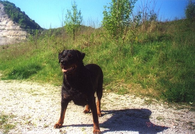 PERI čaka kdaj bo  dobila žogo zaradi hude bolezni smo jo uspavali leta 2003