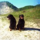 Demsi in peri leta 2002