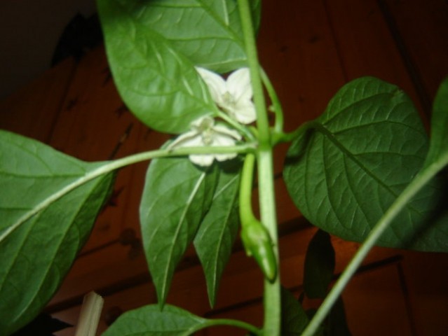 Capsicum annum - foto