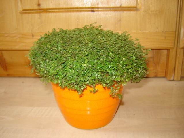 Soleirolia soleirolii