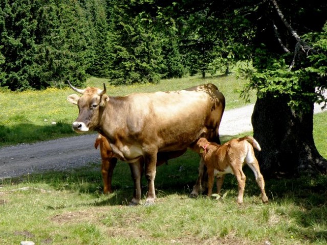 Velika planina - poleti - foto