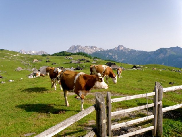 Velika planina - poleti - foto