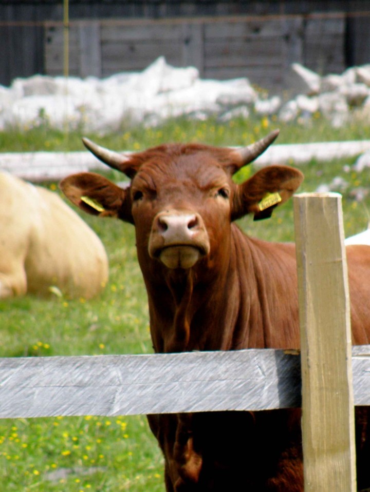 Velika planina - foto povečava