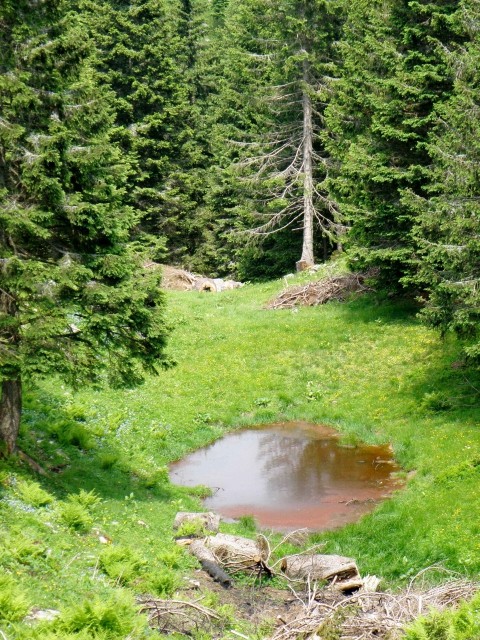 Velika planina - foto