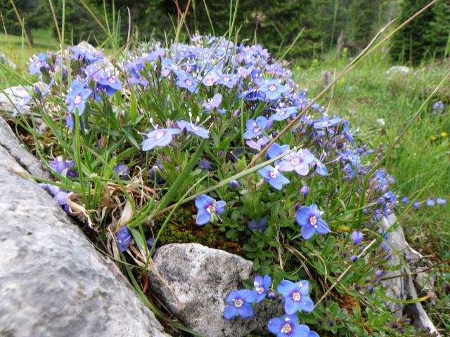 Velika planina - foto