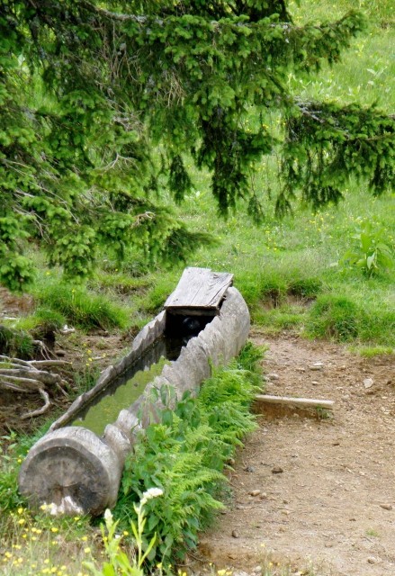 Velika planina - foto