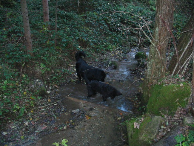 Na poti na travnik sta družno zgrmela (dobesedno) v potok.