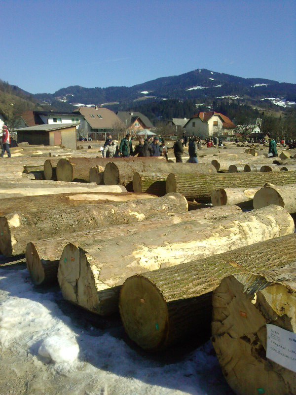 Licitacija lesa - foto povečava