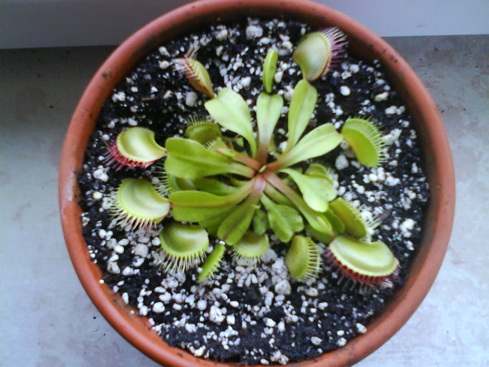 Muholovka - Dionaea Muscipula 'Typical'