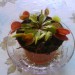 Muholovka - Dionaea Muscipula 'Typical'
