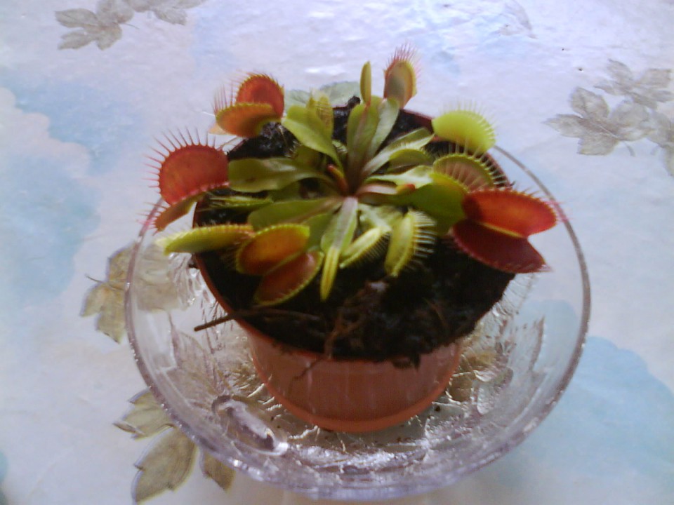 Muholovka - Dionaea Muscipula 'Typical'