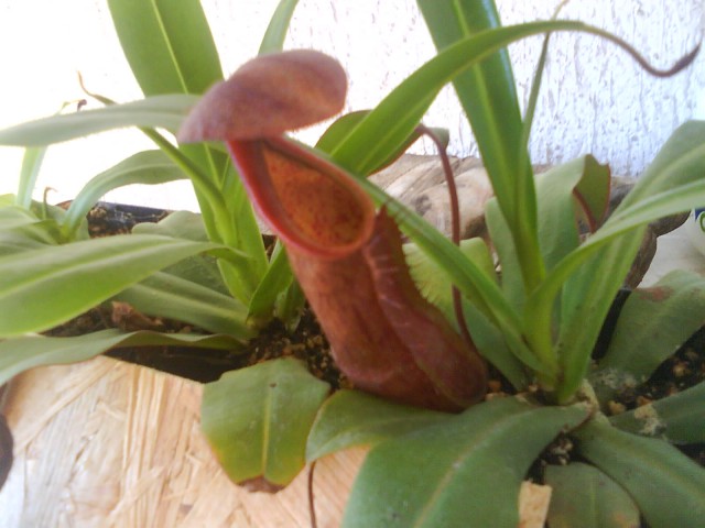 Mesojedka - Nepenthes 'Black Beauty'