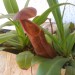 Mesojedka - Nepenthes 'Black Beauty'