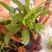 Mesojedka - Nepenthes ' Black Beauty'