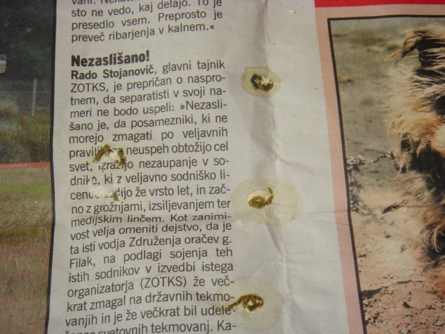 Ptiček - foto
