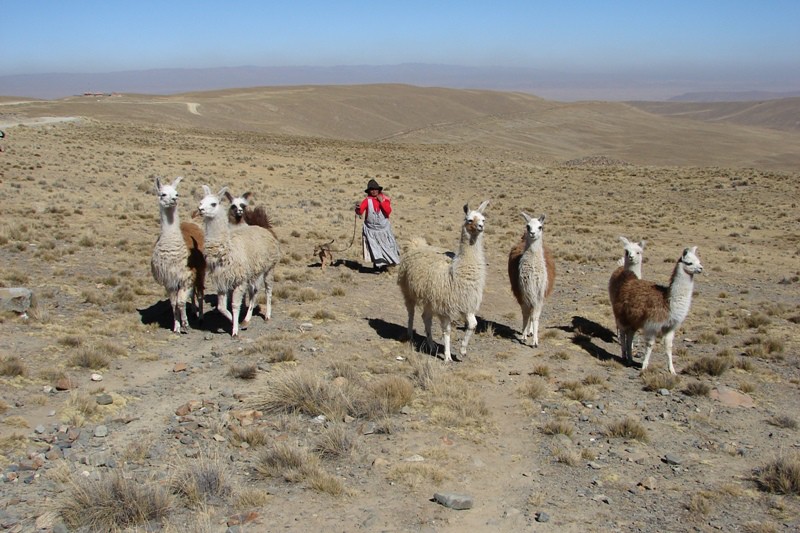 Bolivija in Peru 2008 - foto povečava