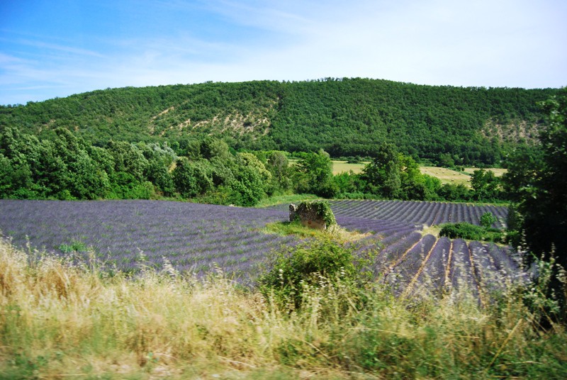 Provansa 2009 - foto povečava