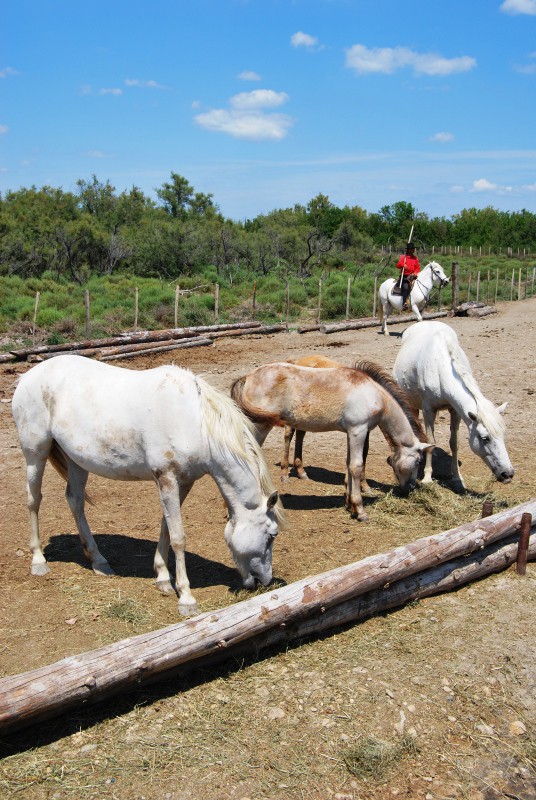 Provansa 2009 - foto povečava