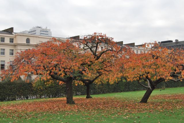 Južna Anglija in London oktober 2009 - foto