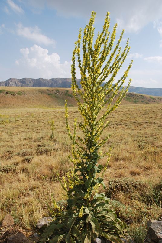 Vzhodna Turčija in Iran 2012 - foto povečava